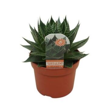 image ALOE COSMO