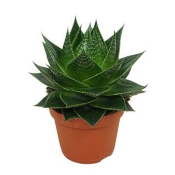 image ALOE COSMO