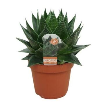 image ALOE COSMO