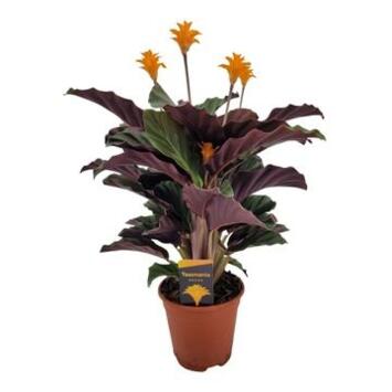 image CALATHEA CROCATA 5/6FL