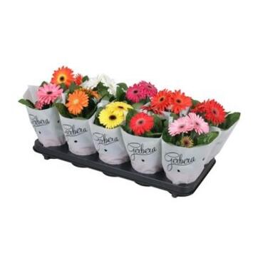 image GERBERA VARIES