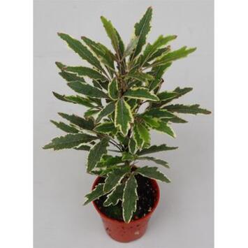 image ARALIA ELEGANTISSIMA BIANCA