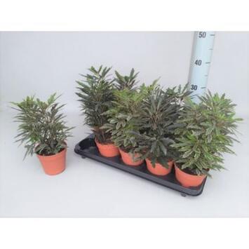 image ARALIA ELEGANTISSIMA VARIES