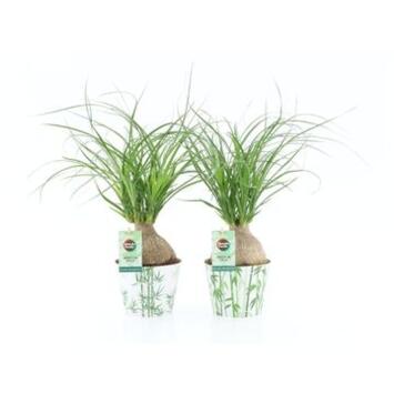 image BEAUCARNEA NOLINA