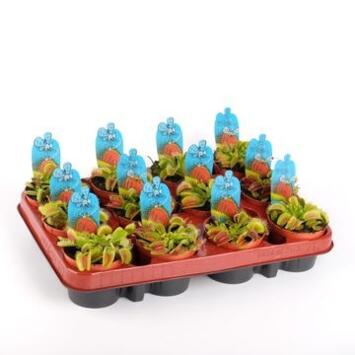 image DIONAEA