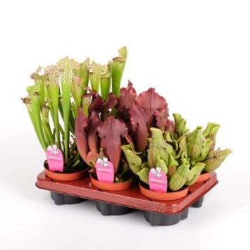 image SARRACENIA