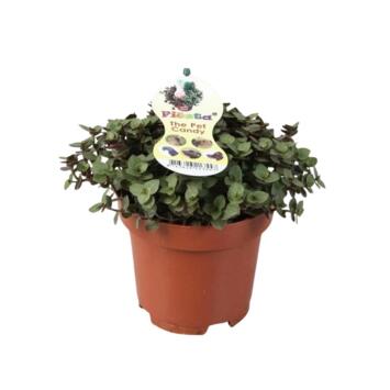 image TRADESCANTIA CALLISIA