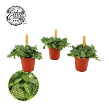 image FITTONIA VERSCHAFFELTII BLANC