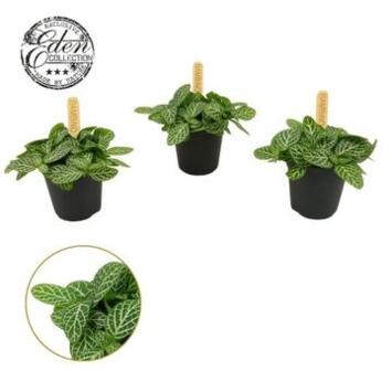 image FITTONIA VERSCHAFFELTII BLANC