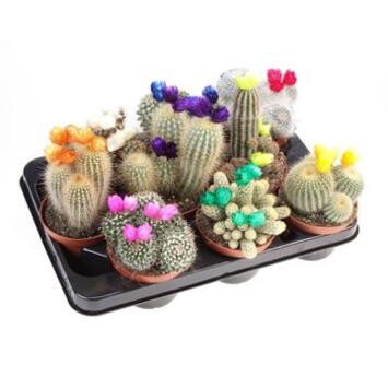 image CACTUS FL IMIT