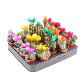 image CACTUS FL IMIT VARIES