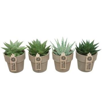 image ALOE VARIES