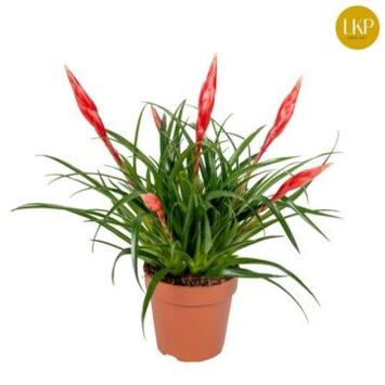 image VRIESEA ASTRID ROUGE