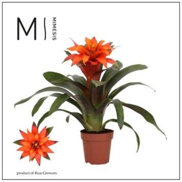image GUZMANIA FIERO ORANGE