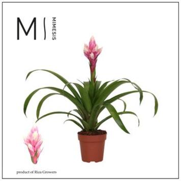 image GUZMANIA CANDY ROSE