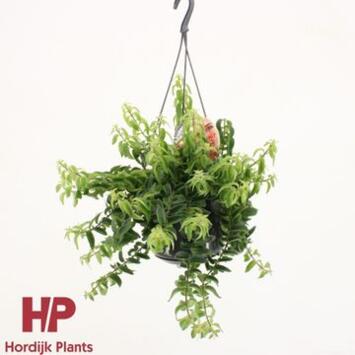 image AESCHYNANTHUS TWISTER SUSP