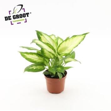 image DIEFFENBACHIA CAMILLA