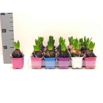 image JACINTHE VARIEE 1PP