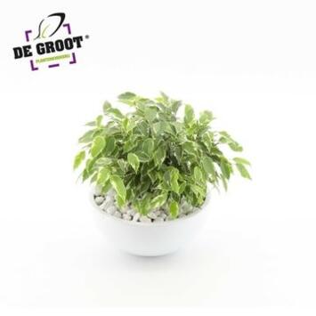 image FICUS KINKY COUPE CERAM
