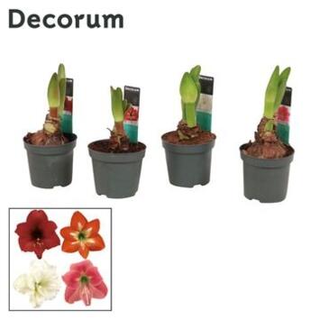image AMARYLLIS KOLIBRI 2TIGES
