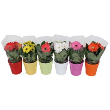 image GERBERA CERAM