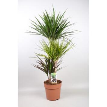 image DRACAENA MARGINATA 60-30-15