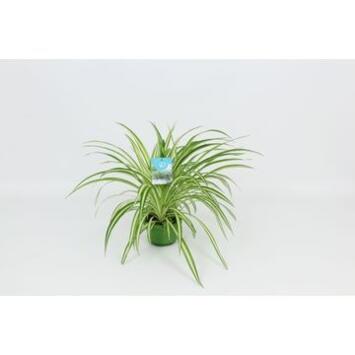 image CHLOROPHYTUM VITTATUM SUSP
