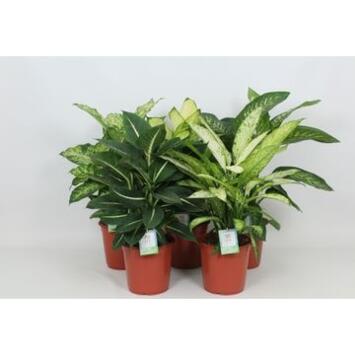 image DIEFFENBACHIA VARIES