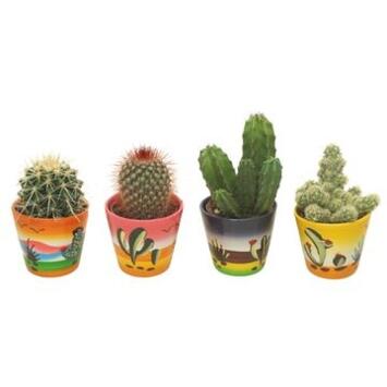 image CACTUS VARIES CERAM