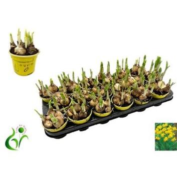 image NARCISSE T.A.T.