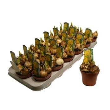 image NARCISSE T.A.T.