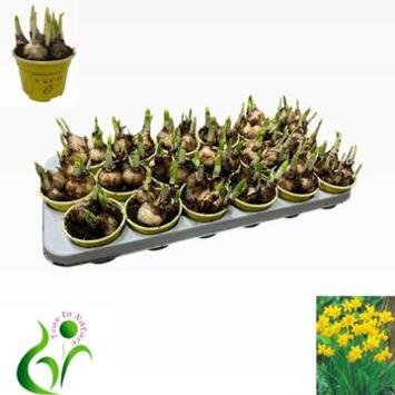 image NARCISSE T.A.T.