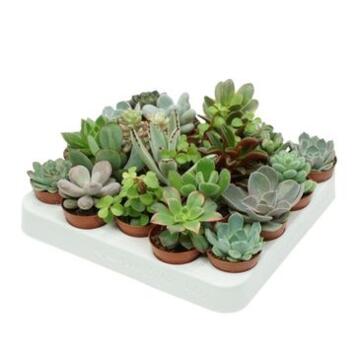 image SUCCULENTE VARIEE