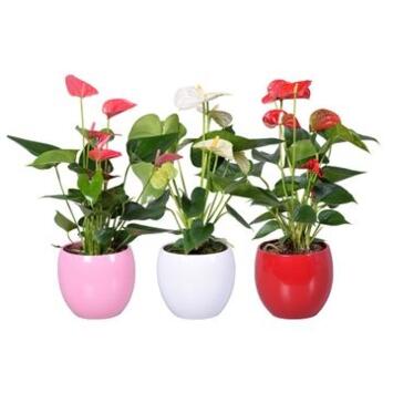 image ANTHURIUM ANDREANUM VARIES CERAM