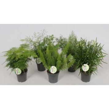 image ASPARAGUS VARIES