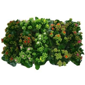 image KALANCHOE
