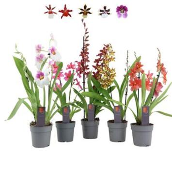 image ORCHIDEE 2BR VARIEES