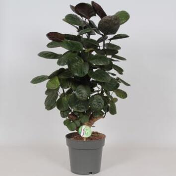 image ARALIA FABIAN RAMIFIE