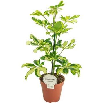 image SCHEFFLERA CHARLOTTE