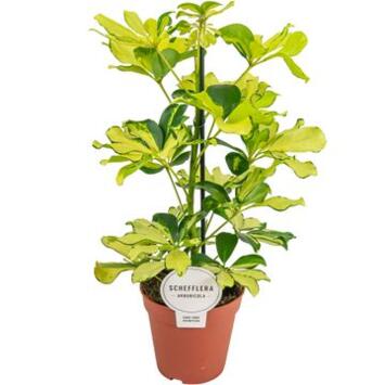 image SCHEFFLERA MELANIE