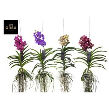 image VANDA VARIEES SUSP