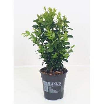 image BUXUS