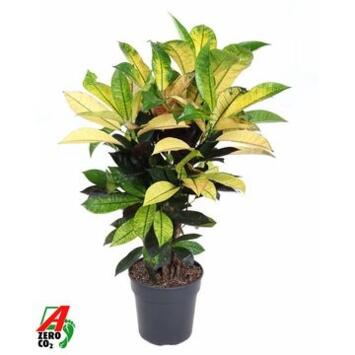 image CROTON ICETON RAMIFIE