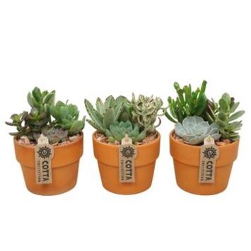 image SUCCULENTE VARIEES P TERRE