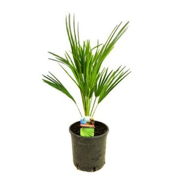 image CHAMAEROPS HUMILIS