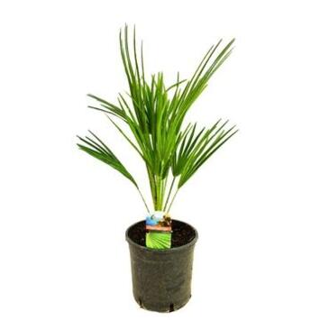 image CHAMAEROPS HUMILIS