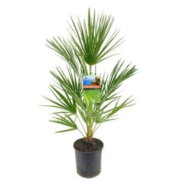 image CHAMAEROPS HUMILIS