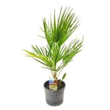 image CHAMAEROPS HUMILIS