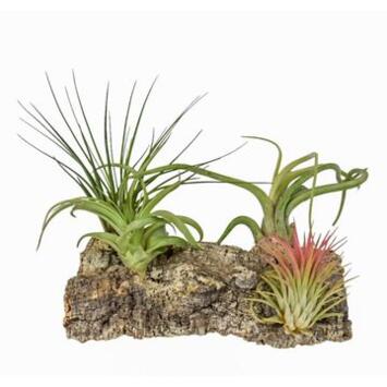 image TILLANDSIA BOIS DE LIEGE LARGE