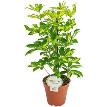 image SCHEFFLERA GERDA